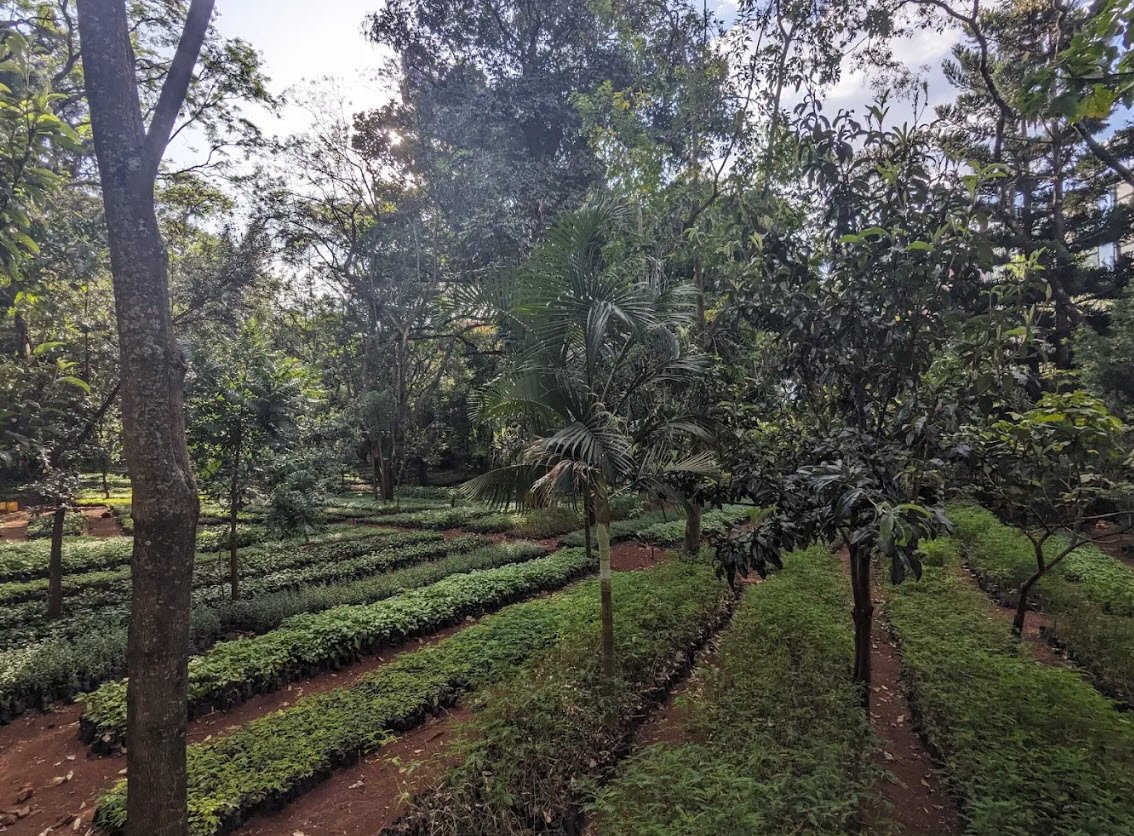 The Nairobi Arboretum, Nairobi, Kenya, Kenya